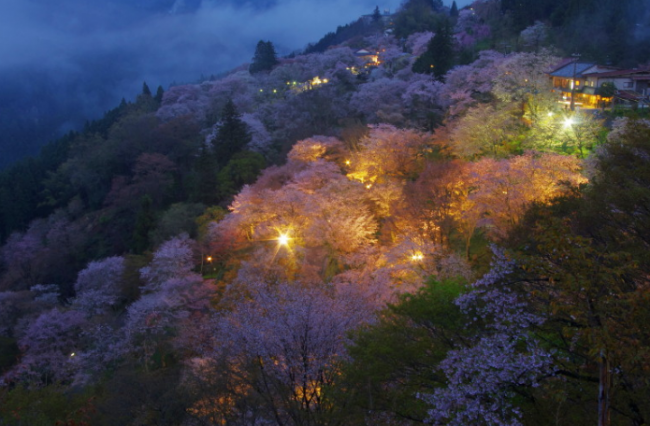 吉野山のライトアップ