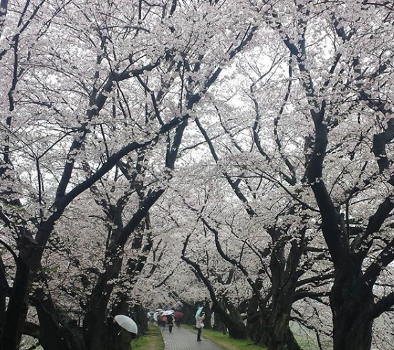 淀川河川公園背割堤地区の桜