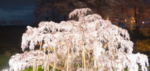 三春滝桜お花見の見頃情報！開花予想と状況2018！ライトアップとライブカメラも