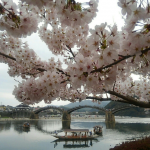 錦帯橋の桜2018の開花状況と予想！見ごろと花見ライトアップ画像と駐車場地図