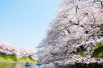 千鳥ヶ淵の桜2018の開花状況と予想！見ごろと花見ライトアップ画像とアクセス地図