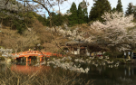 醍醐寺の桜2018の開花状況と予想！見ごろと花見ライトアップ画像と駐車場地図