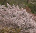 吉野山の桜2018の開花状況と予想！見ごろと花見ライトアップ画像と駐車場地図