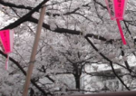 目黒川の桜祭り2018の満開予想！開花状況と期間！出店ランチとアクセス地図
