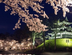 高田公園の桜2018の満開予想と見頃！開花状況と駐車場のアクセス地図