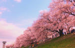 淀川河川公園の桜2018の満開見頃と開花状況！桜祭りと駐車場地図