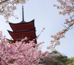 宮島の桜2018の見ごろ予想と開花状況！満開スポットであなごめし